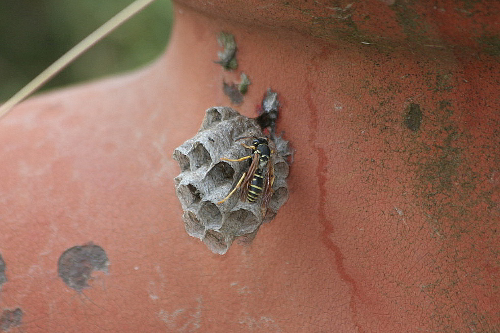 Polistes ....