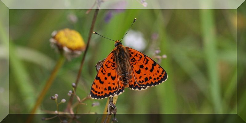 farfalla arancione - Melitaea didyma (maschio)