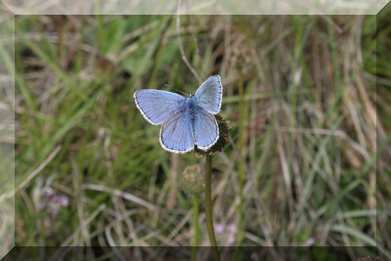 farfalle azzurre (Lycaenidae)