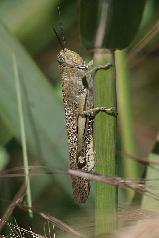 sono bello ma... - Anacridium aegyptium