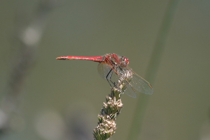 Sympetrum sanguineum?