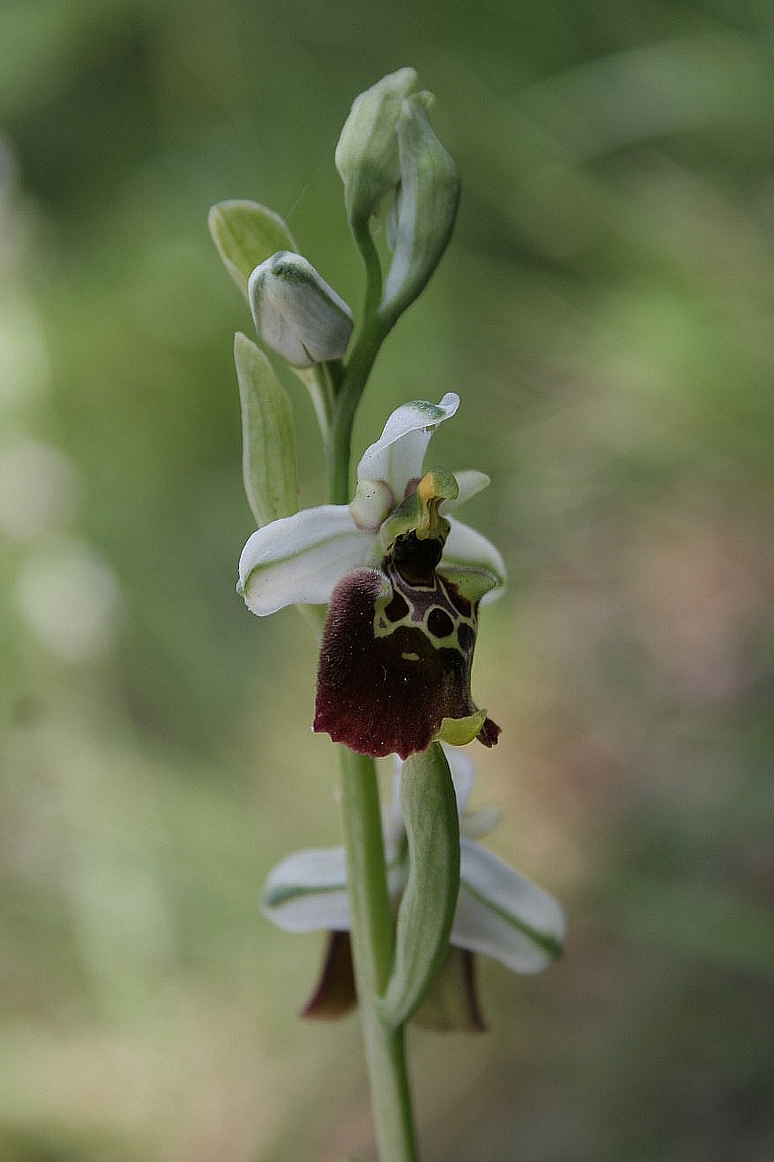 tutte variet di Ophrys holosericeae?