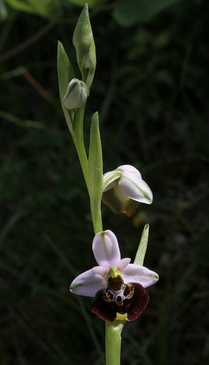 tutte variet di Ophrys holosericeae?