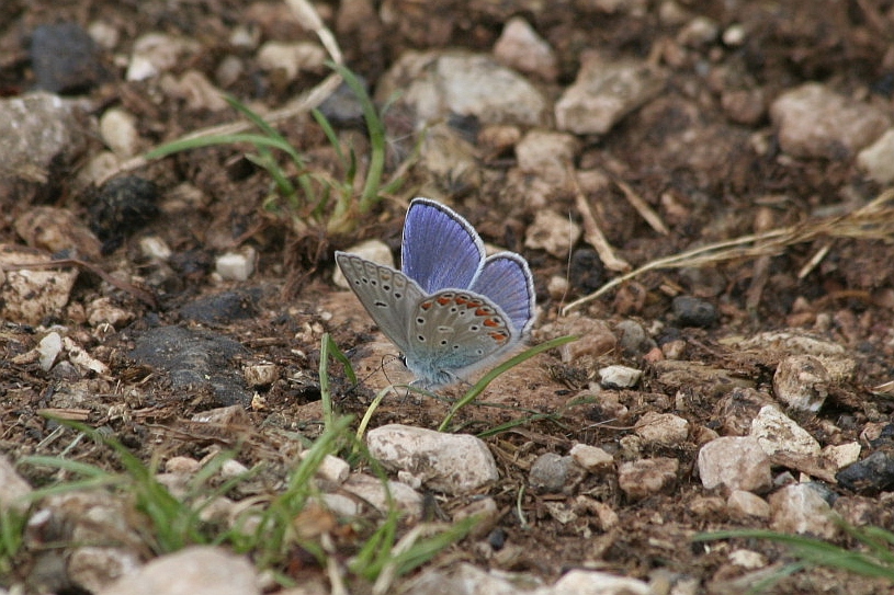 Polyommatuas amandus? No Polyommatus thersites