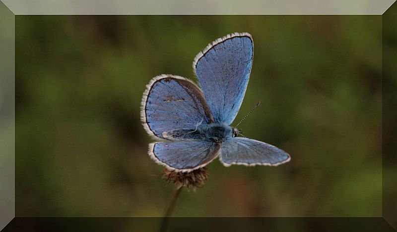 farfalle azzurre (Lycaenidae)