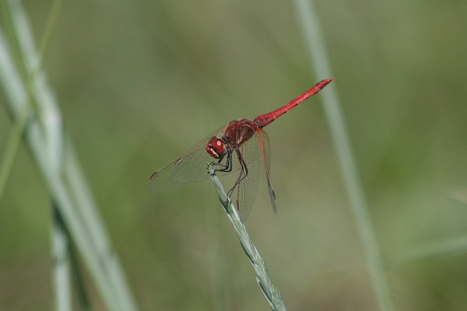 Sympetrum sanguineum?