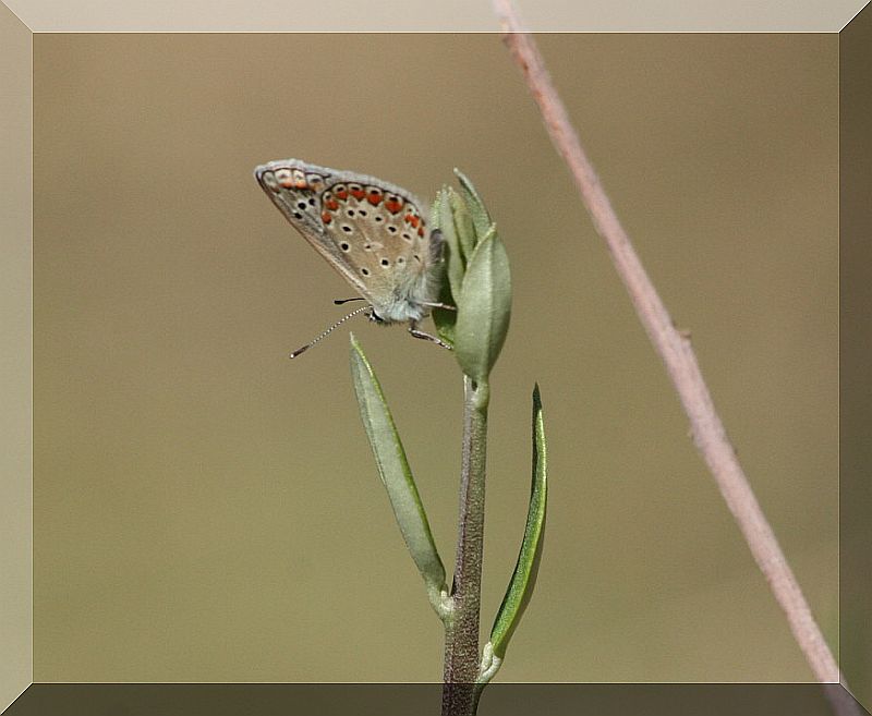 e queste due sono uguali? - Polyommatus icarus