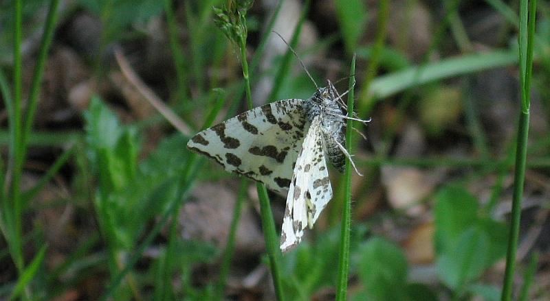 una pseupanthera.... bianca?