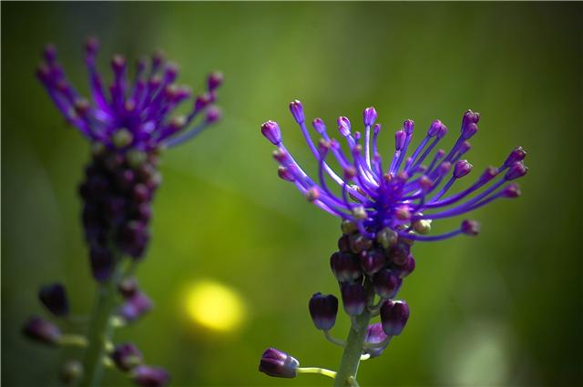 Muscari comosum