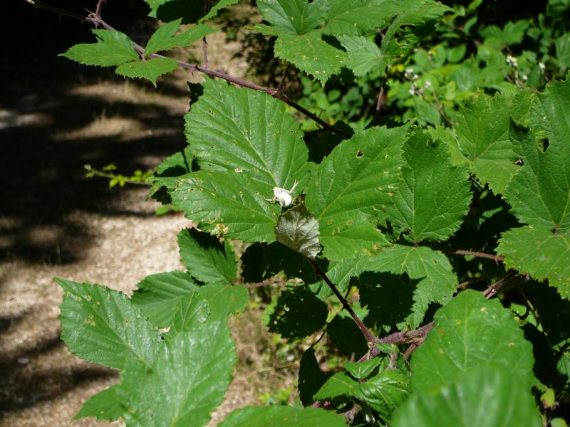 Misumena vatia