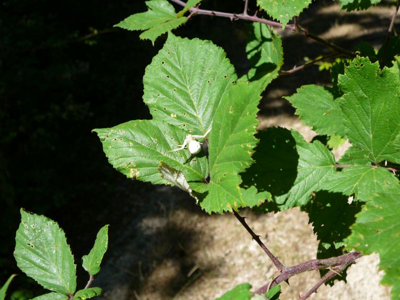 Misumena vatia