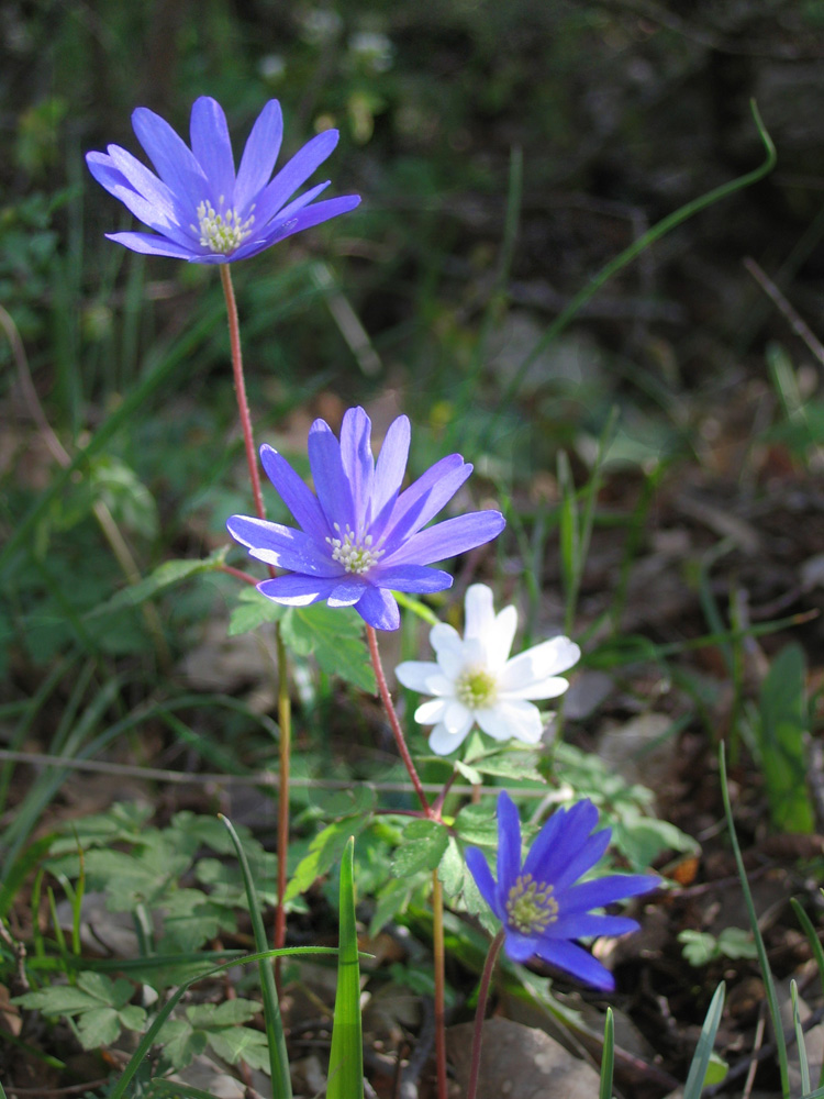 cosa abbiamo qui? Anemone apennina