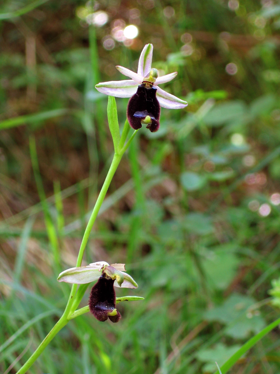 Ophrys bertolonii e ibrido?