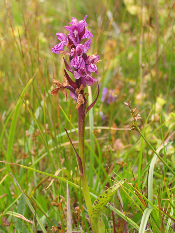 Dactylorhiza fuchsii  - Orchidee alpine - riconoscimento