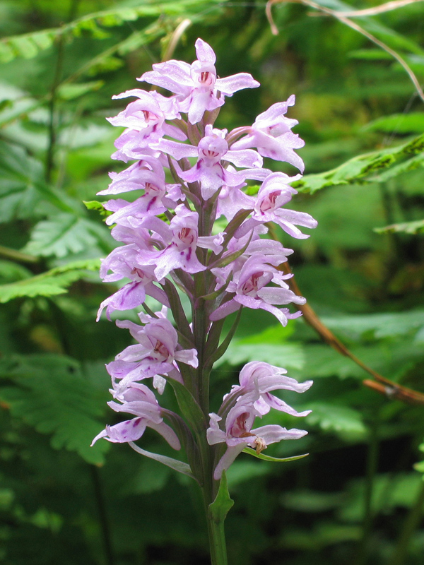 Dactylorhiza fuchsii  - Orchidee alpine - riconoscimento