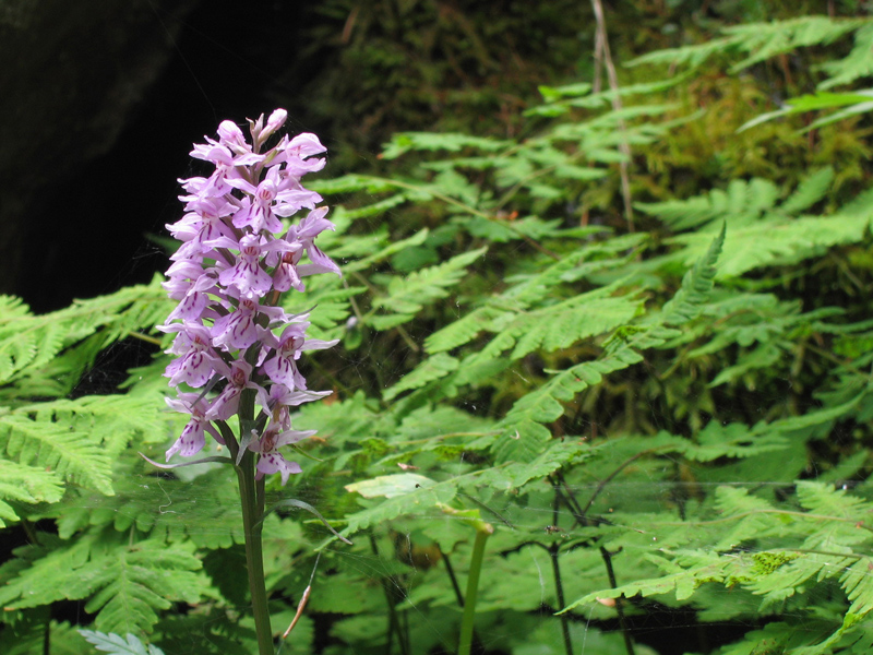 Dactylorhiza fuchsii  - Orchidee alpine - riconoscimento