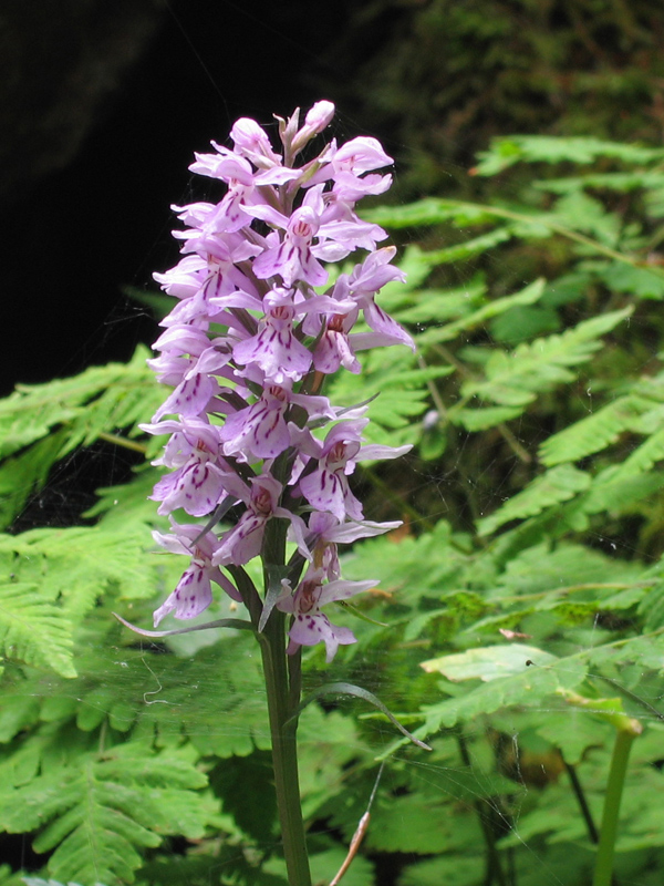 Dactylorhiza fuchsii  - Orchidee alpine - riconoscimento