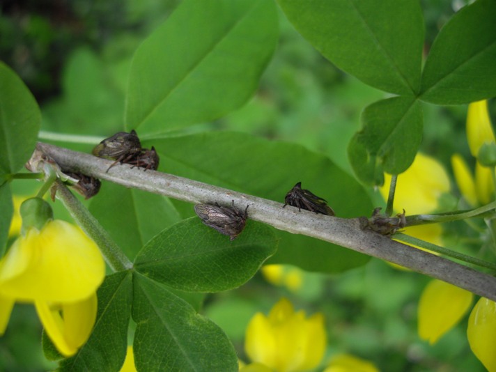 Grilli che imitano spine [ Membracidae: Centrotus cornutus]