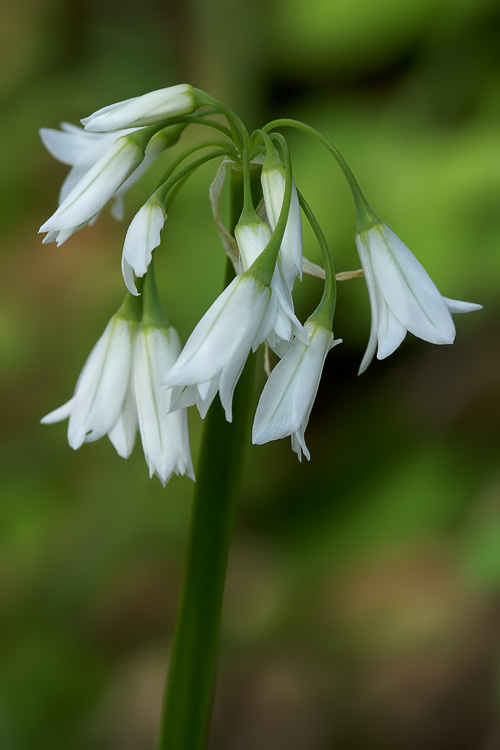 Allium triquetrum / Aglio selvatico