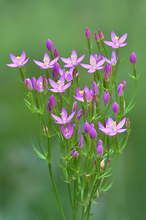 Centaurium erythraea sl.