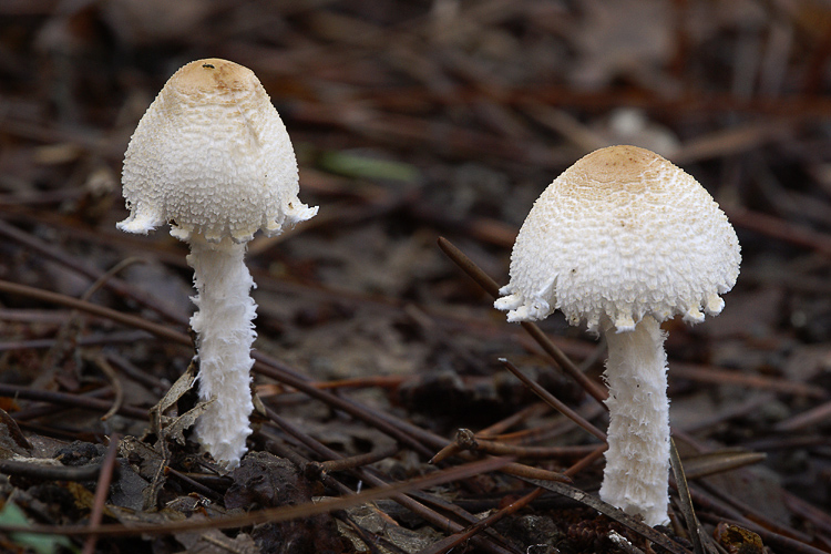 Lepiota clypeolaria