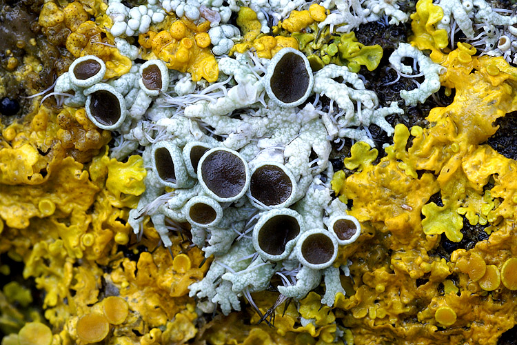 Due Licheni del Chianti - Physcia leptalea e Xanthoria parie