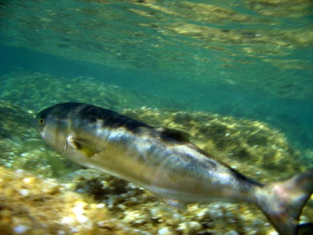 Il pesce che mi voleva mangiare? (Pomatomus saltator)