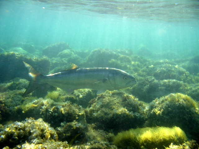 Il pesce che mi voleva mangiare? (Pomatomus saltator)