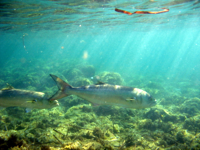 Il pesce che mi voleva mangiare? (Pomatomus saltator)