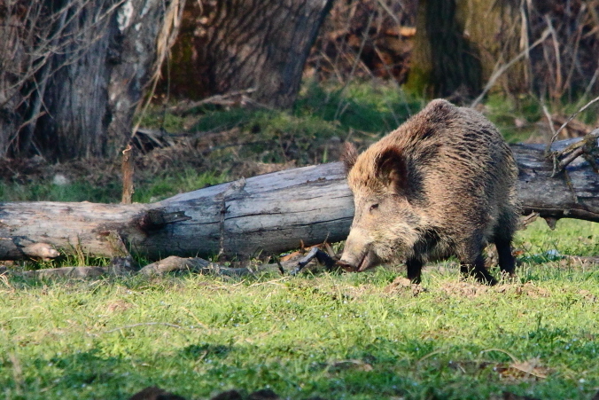 IL CINGHIALE