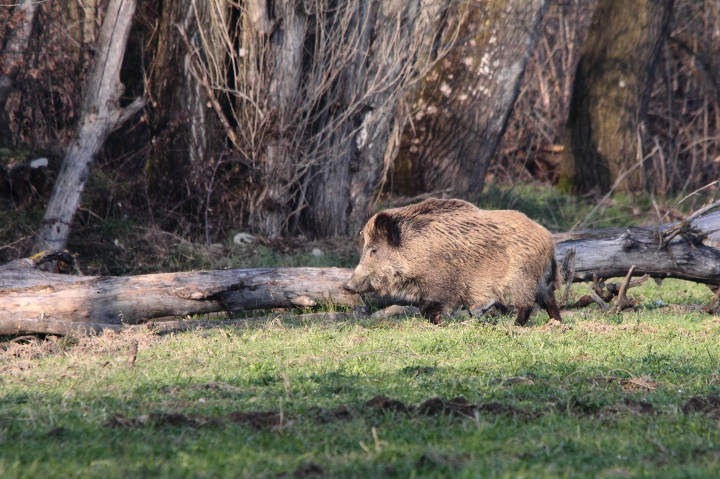 IL CINGHIALE