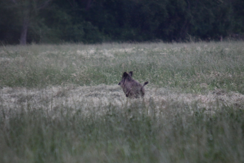 IL CINGHIALE