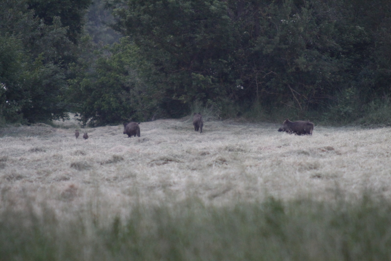 IL CINGHIALE