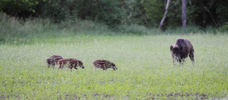 IL CINGHIALE