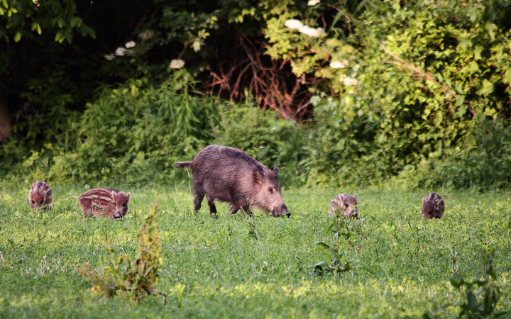 IL CINGHIALE