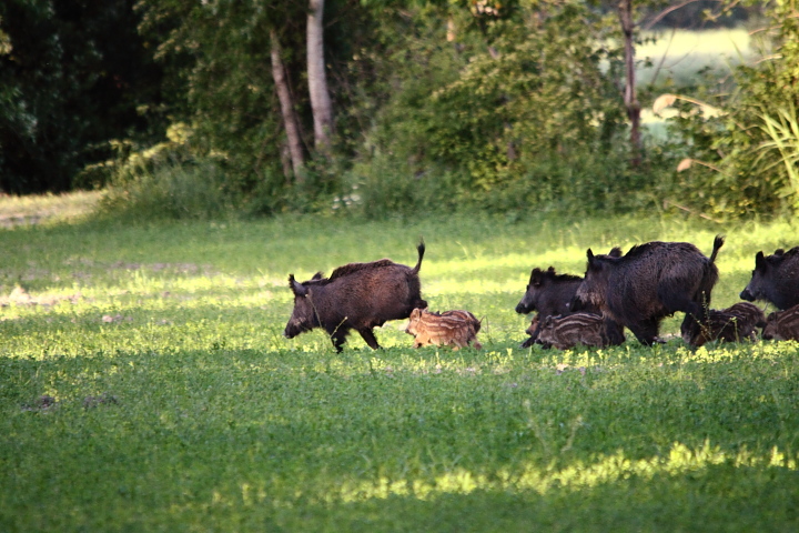 IL CINGHIALE