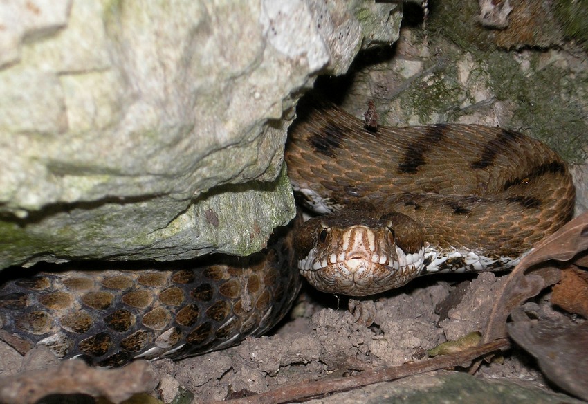 vipera perugina