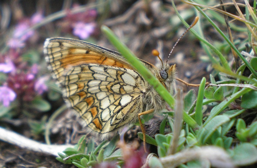 Melitaea del Vettore, quale? - Melitaea athalia