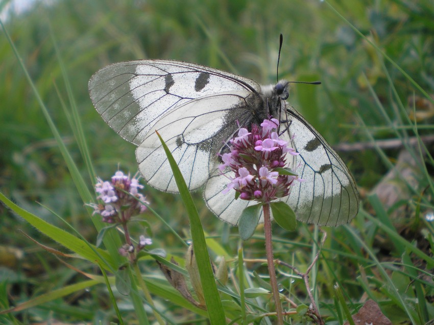 Stanno volando le Apollo sull''Appennino?