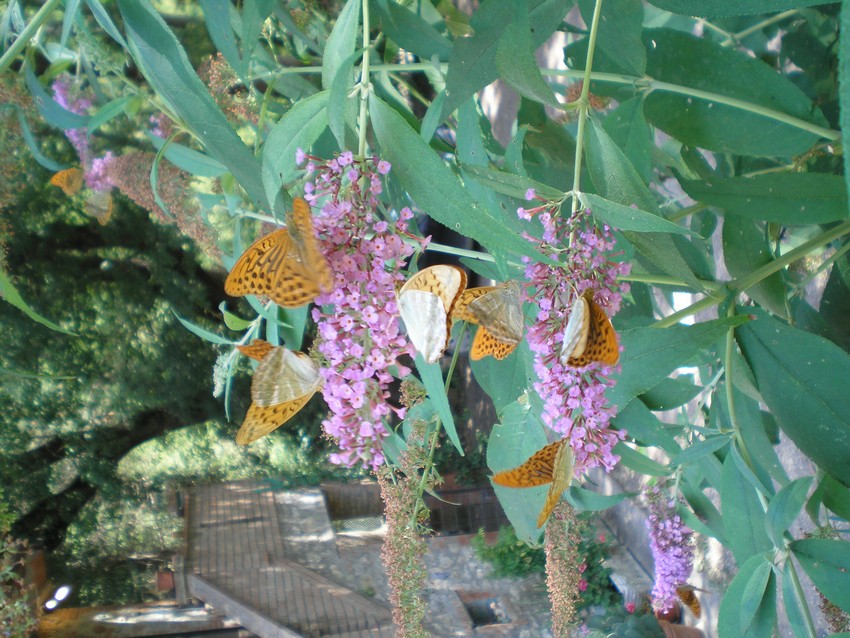 L''albero delle farfalle!