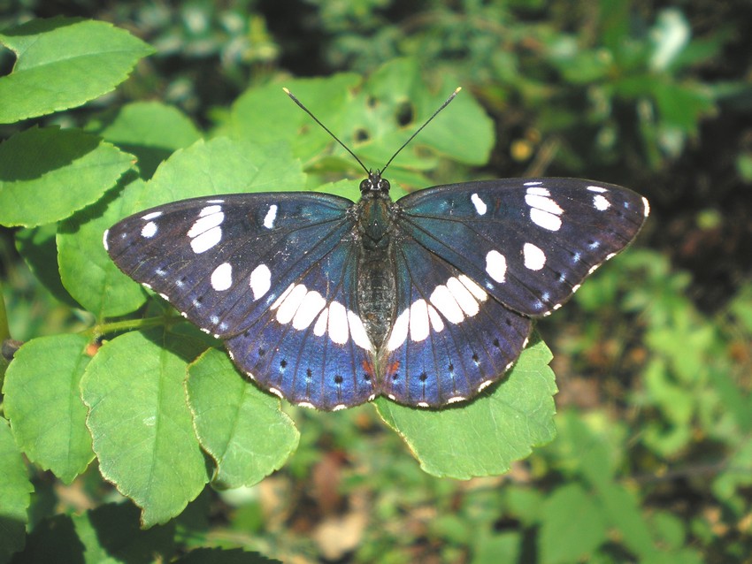 blu limenite - Limenitis reducta