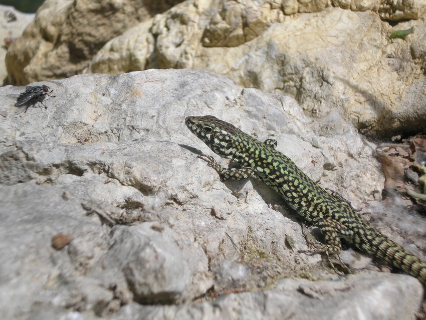 A caccia di mosche