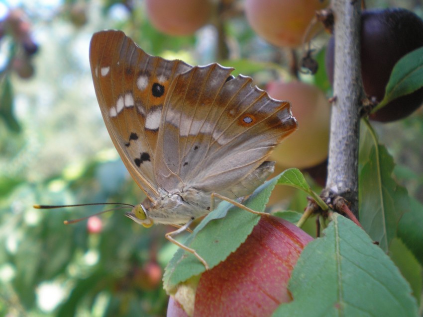 elogio all''Apatura ilia