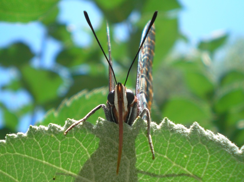 Linguaccia! - Charaxes jasius