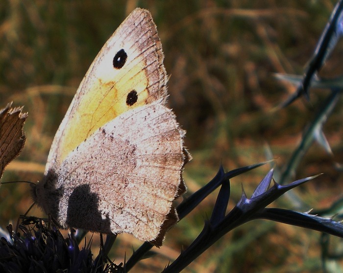 Hyponephele lupina ?