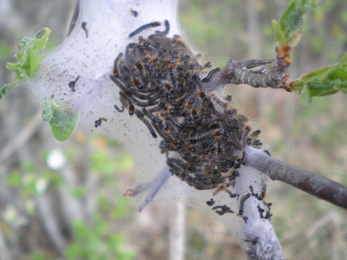 Colonia di bruchi su un biancospino