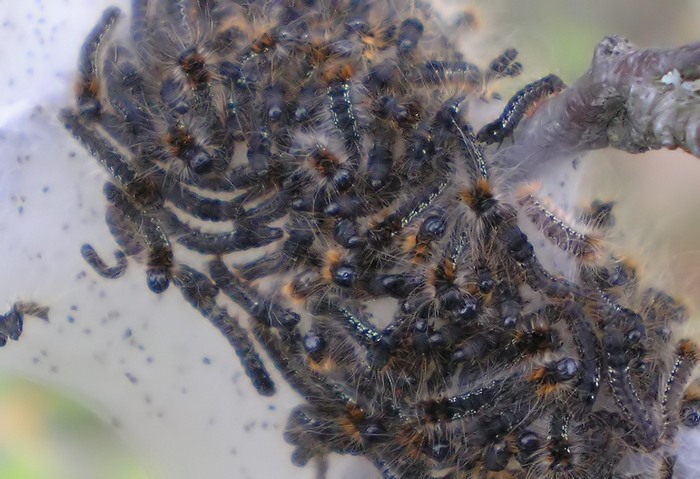 Colonia di bruchi su un biancospino