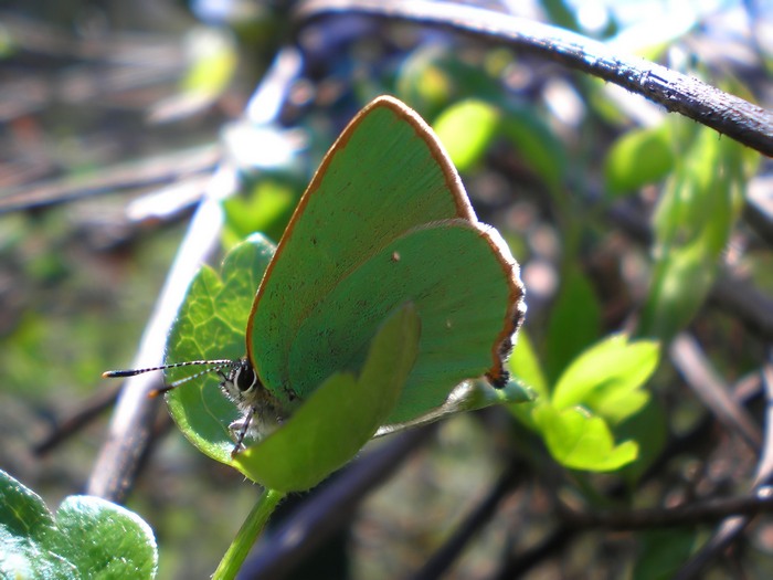 Callphyris rubi