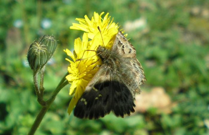 che Hesperiidae  questa? - Carcharodus alceae