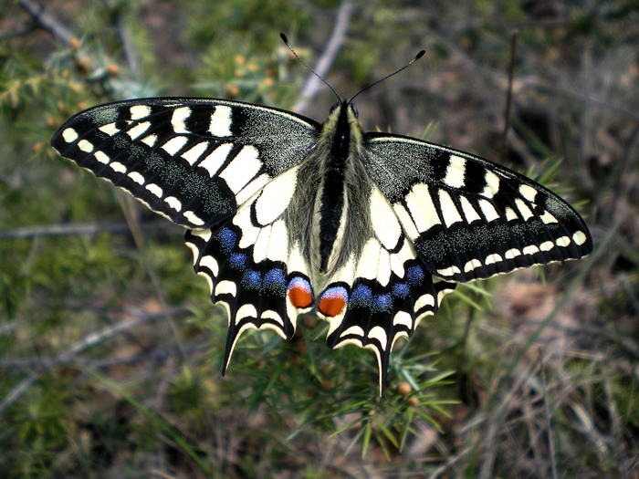 il primo macaone dell''anno! - Papilio machaon